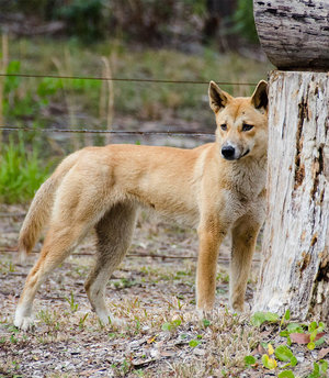 Dingo standing in paddock
